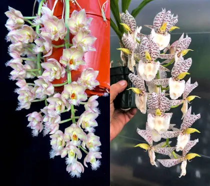 Clowesia Grace Dunn 'Live Oak' HCC/AOS x Catasetum Norm Tupper 'SVO Snow Leopard'