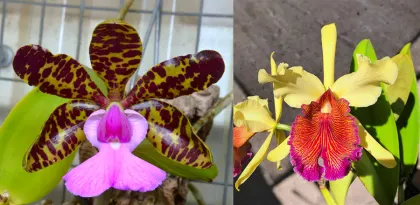 Cattleya Princesse Clementine (C. aclandiae 'Verde' AM/AOS x C. dowiana 'SVO Golden Lip')