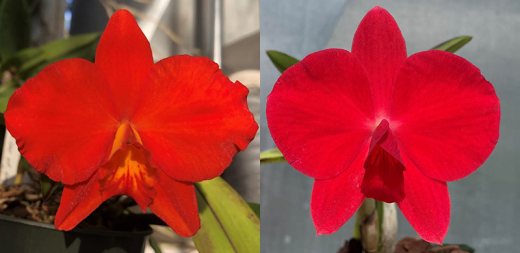 Sophrolaeliocattleya Exotic Red Extreme (Slc. Seagulls Apricot 'Choice Morsel' x Sl. Minipet 'Giant Sophro')