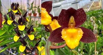 Catasetum Double Down 'BPYL' x Catasetum Fonseca Alfaro 'SVO'