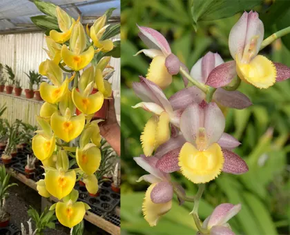 Catasetum Dreamboat (Ctsm. Penang 'Doubloons' x Ctsm. Chuck Taylor 'SVO Sunshine')