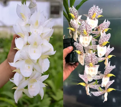 Catasetum Melana Davison 'Summer Snow' x Catasetum Norm Tupper 'SVO Snow Leopard'
