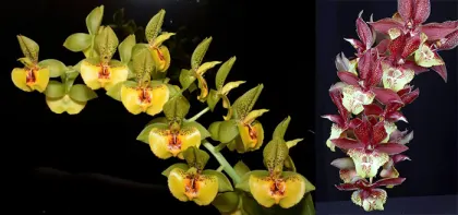 Catasetum Richard Fulford 'SVO' x Catasetum Lata Laxman 'SVO' AM/AOS