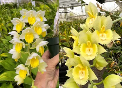 Catasetum Mem. Dorothy Wells 'Silver & Gold' x Catasetum Diana's Dots 'By Far the Best'