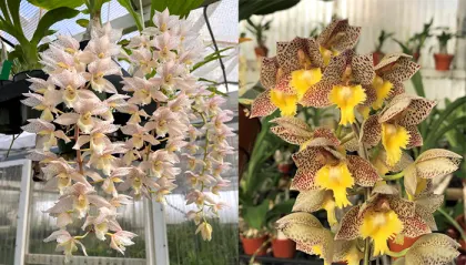 Clowesetum Deb Bodei (Clo. Cheryl Erins 'SVO II' x Ctsm. Dentigrianum 'SVO' HCC/AOS)