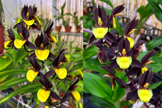 Catasetum Double Down 'BPYL' x Catasetum Joseito's Moonlight 'Dark Petals Yellow Lip'