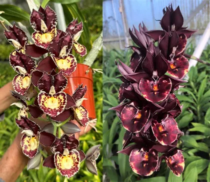 Catasetum Diana's Dots 'Super Good' x Catasetum Dreamboat 'Dreamy'