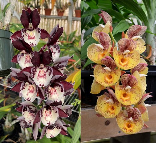 Catasetum Melana Davison 'Bomb Shell' x Catasetum Orchidglade 'Davie Ranches' AM/AOS