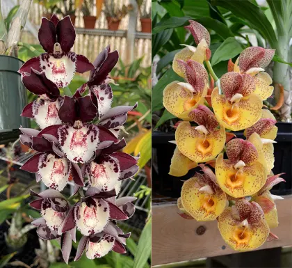 Catasetum Melana Davison 'Bomb Shell' x Catasetum Orchidglade 'Davie Ranches' AM/AOS