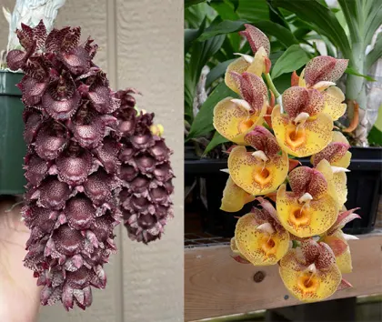 Catasetum ivaneae 'Purple Fantasy' x Catasetum Orchidglade 'Davie Ranches' AM/AOS