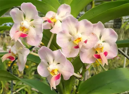 Vanda foetida sp. sumatra