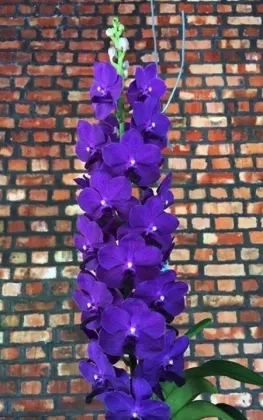 Vanda Mem. Tan Beng Chye Thailand x Blue Boy