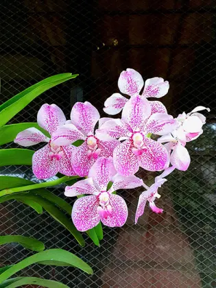 Vanda Manila (sanderiana x luzonica)