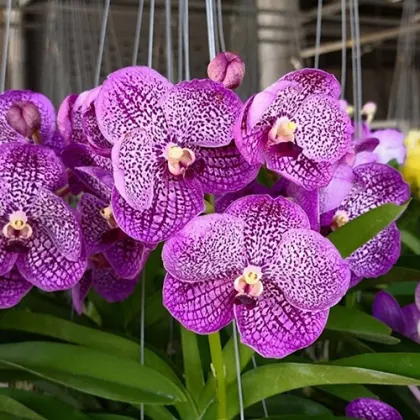 Vanda Somsri Blue Classic x Chulee No.194