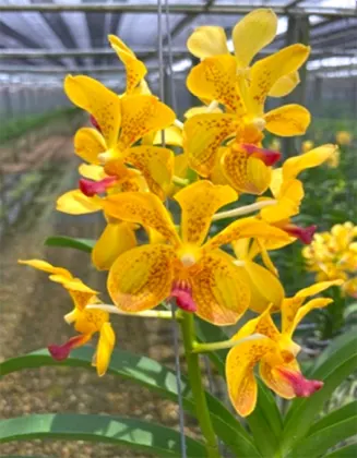 Vanda lamellata x Suksamran Gold