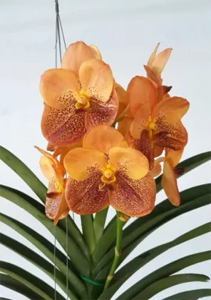 Vanda Freya Beauty No. 533