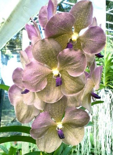 Vanda Prapathom Gold x coerulea 'Blue-Grey Purple Lip'
