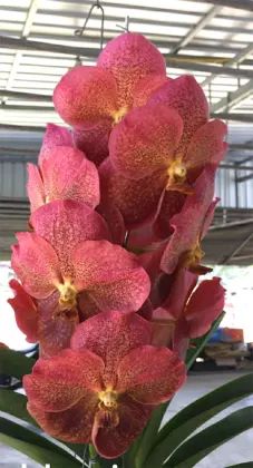 Vanda Adisak Happiness No.79