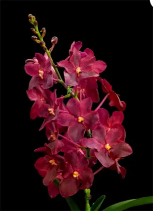 Renantanda Cherry Rose Red No.461
