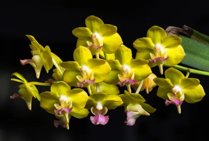 Aeridovanda Photisan