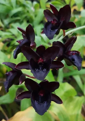 Fredclarkeara Kelly Longley 'Black' AM/AOS