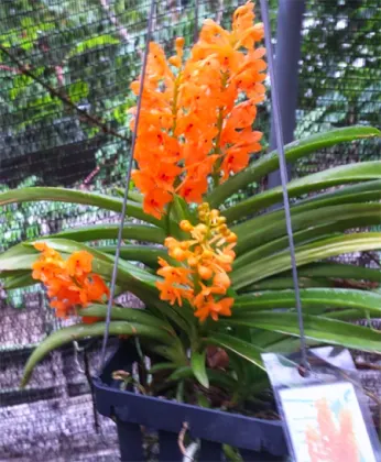 Vandachostylis Ladda Gold