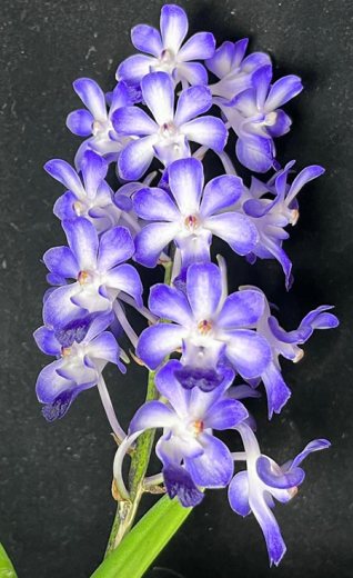 Neostylis Lou Sneary x Rhynchostylis coelestis