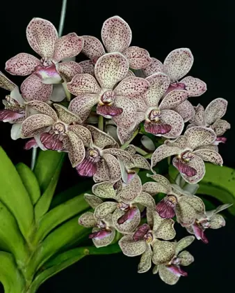 Vandachostylis Leah Baisi