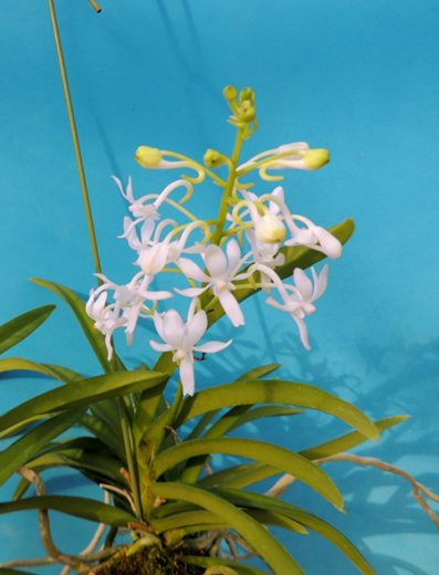 Vandachostylis Lou Sneary alba