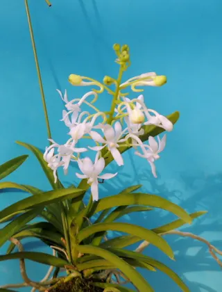 Vandachostylis Lou Sneary alba