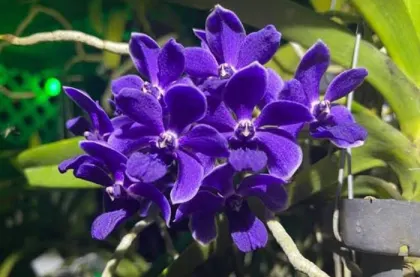 Vanda Thailand x Rhynchostylis gigantea 'Midnight Indigo'