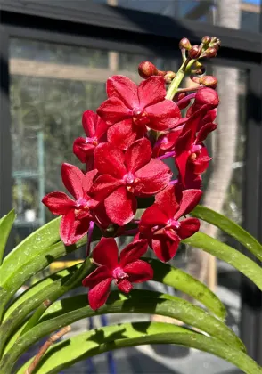 Vandachostylis Roll on Red