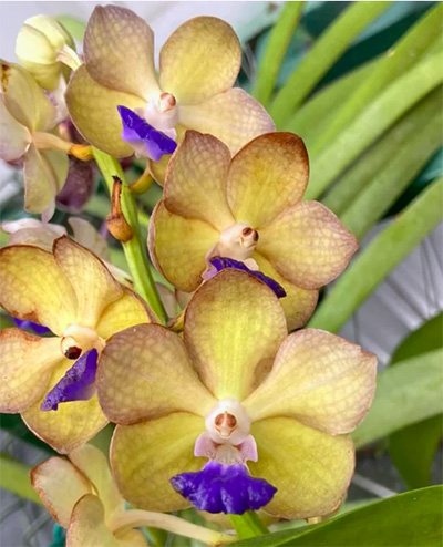 Vandachostylis Pon Washinton No.713