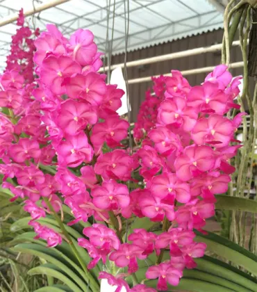 Vandachostylis Siripat Pink