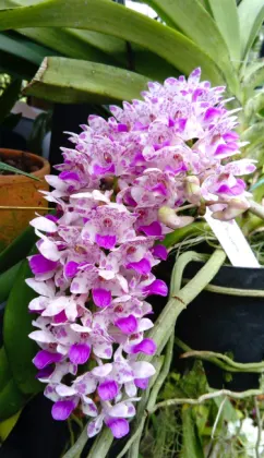 Rhynchostylis Chorchalood