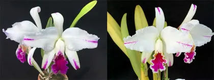 Cattleya mossiae semi-alba aquini ('Kitaie' x 'Fearless')