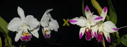Cattleya warneri semi-alba x mossiae semi-alba splash