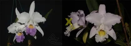 Cattleya mendelli (coerulea 'Blue Ocean' x concolor 'Bucaramanga')