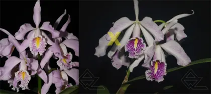 Cattleya maxima (suave venosa 'Magnifica' x semi-alba 'La Pedrena')