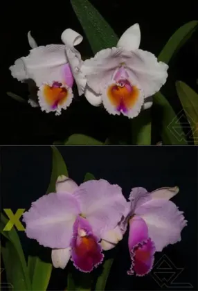 Cattleya quadricolor ('AWZ' x 'Sombrero')