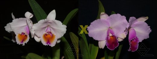 Cattleya quadricolor ('AWZ' x 'Sombrero')