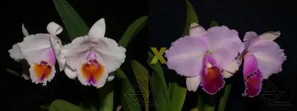 Cattleya quadricolor ('AWZ' x 'Sombrero')
