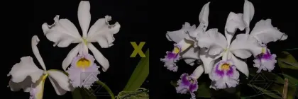 Cattleya warscewiczii (suave 'Entardecer' x semi-alba 'Canas Gordas')