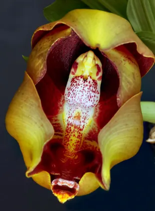 Anguloa hohenlohii