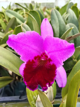 Cattleya labiata rubra ' NW'