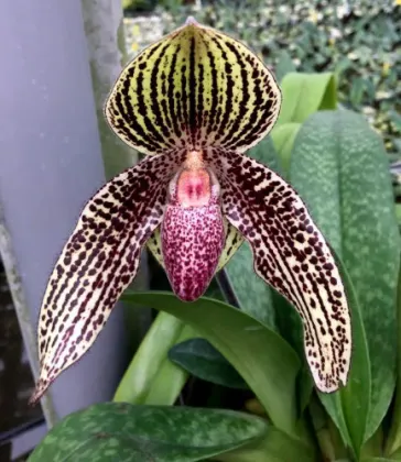Paphiopedilum Lady Rothschild x godefroyae