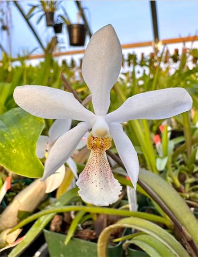 Holcoglossum subulifolium x Phalaenopsis stuartiana