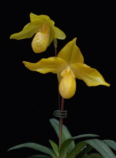 Paphiopedilum Lady Isabel x armeniacum