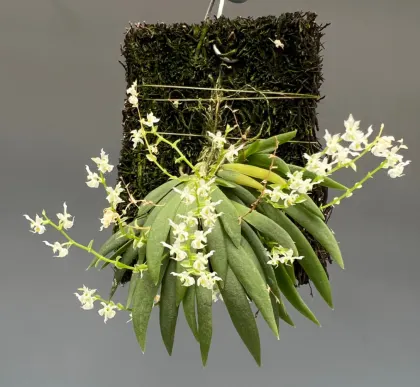 Ornithocephalus gladiatus var bonplandii