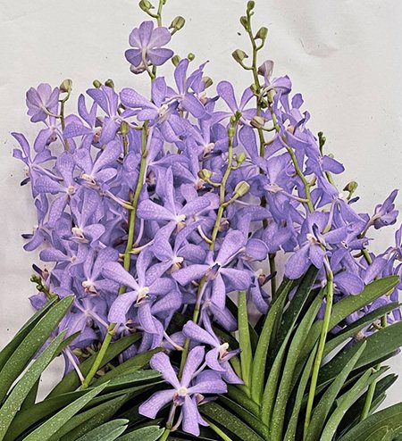 Mokara Jairak Blue